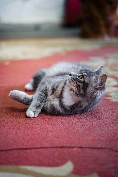 istock The cat on the carpet 2211883527
