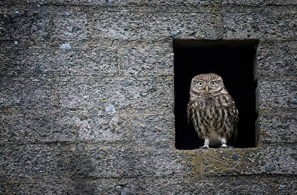 istock Little owl ( Athene noctua ) close up 2211884113