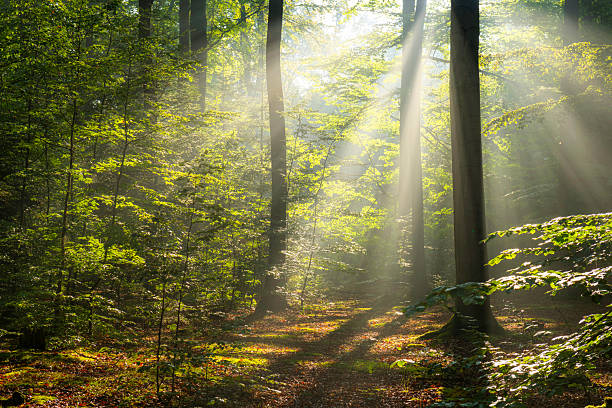 istock Beautiful sunny morning in green forest 2211884216
