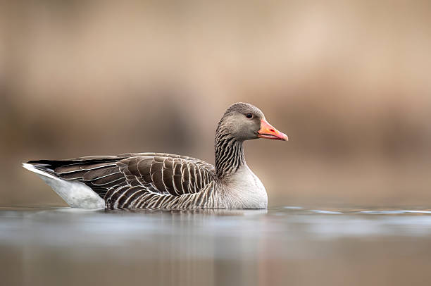 istock Greylag goose (Anser anser) in morning light 2211884265