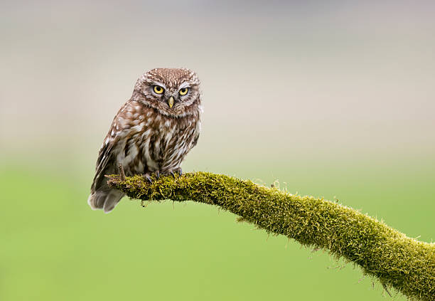 istock Little owl ( Athene noctua ) close up 2211884271