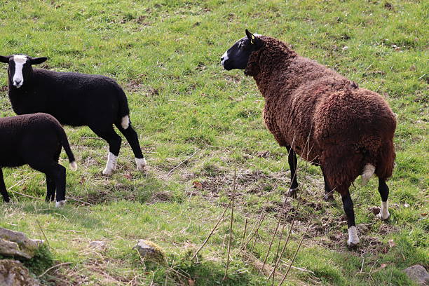 istock Sheep in Ireland 2211884453