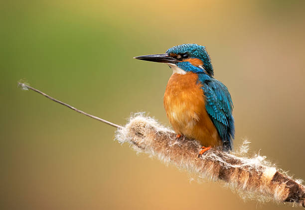istock European Kingfisher ( Alcedo atthis ) close up 2211884473