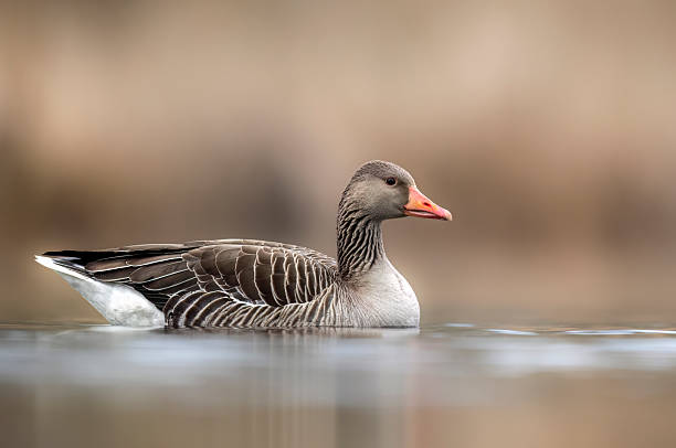 istock Greylag goose (Anser anser) in morning light 2211884527