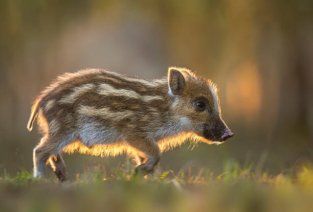 istock Wild boar baby close up ( Sus scrofa ) 2211884565