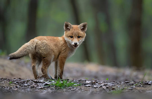 istock Cute young red fox in the forest ( Vulpes vulpes ) 2211884594