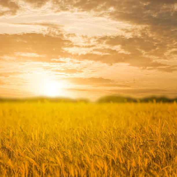 istock wide golden wheat field at the dramatic sunset 2211884809