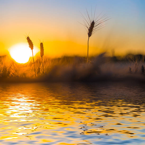 istock closeup prairie grass reflected in the water at the sunset 2211884810