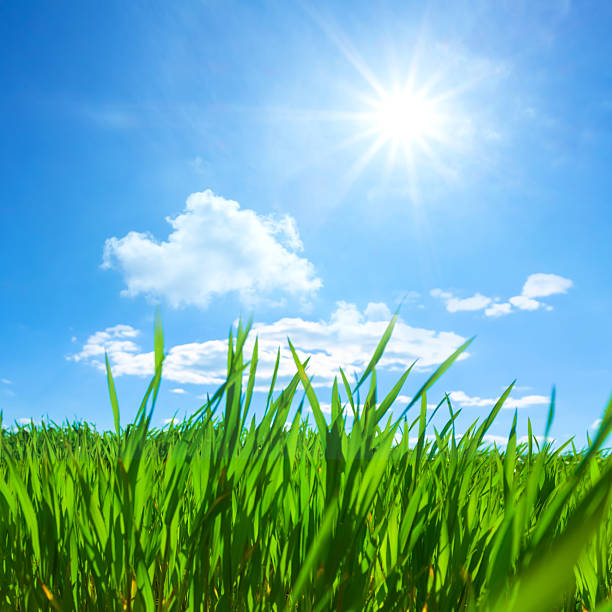 closeup green sprouts among rural field at the spring sunny day