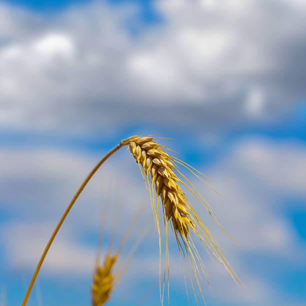 istock closeup wheat ear on blue cloudy sky background 2211884840