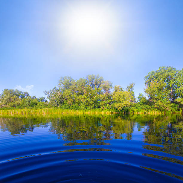 calm  river with forest on coast at the sunny summer day