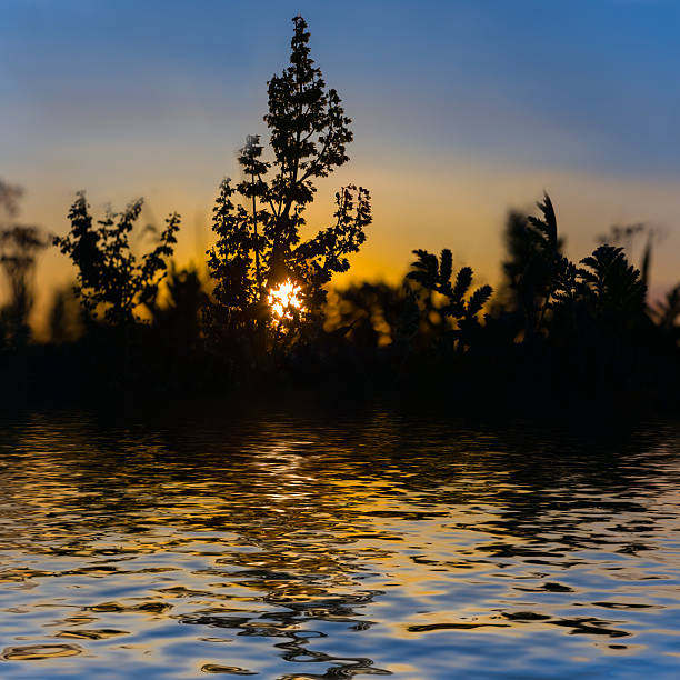 prairie plant silhouette reflected in a water at the sunset