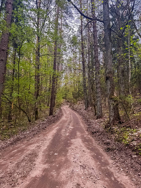 istock Curved dirt path through lush green forest trees in springtime nature landscape 2211884971