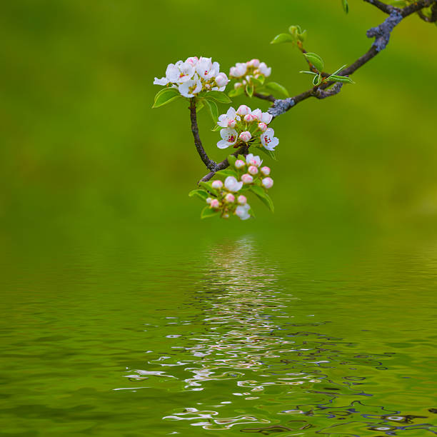 apple tree branch in blossom reflected in a water