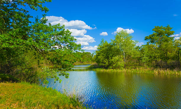 istock calm summer river with forest on coast 2211885186