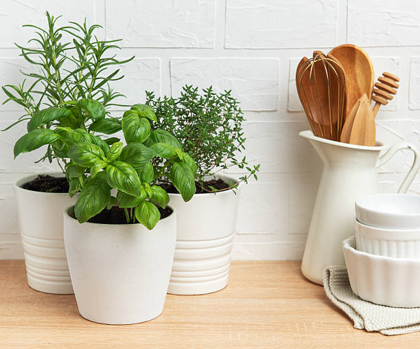 istock Fresh herbs growing in pots on kitchen countertop 2211887465