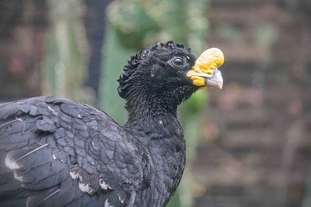Bare faced curassow close up view, Loro Park, Tenerife, Spain