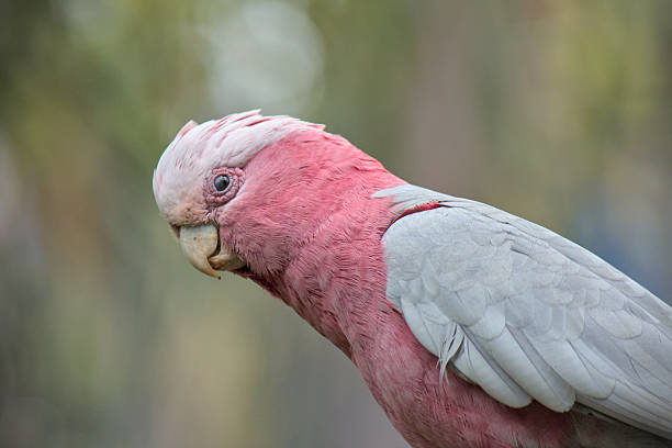 Pink parrot profile close up view, Loro Park, Tenerife