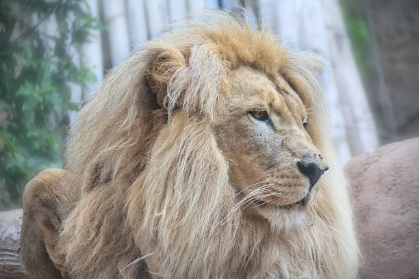 istock Lion close up view, Tenerife, Spain 2211888515