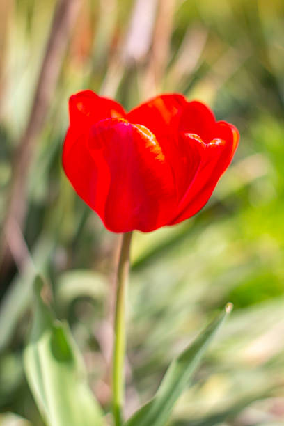 Beautiful Red Tulips in close-up on a blurred background