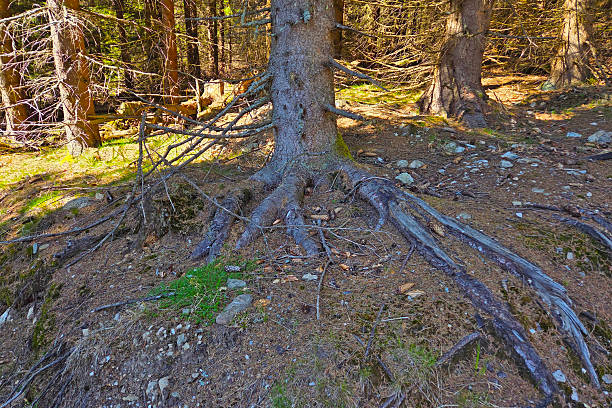 Explore the intricate network of tree roots sprawling gracefully across a forest floor. sunlight filters through the dense canopy, the textured bark and casting gentle shadows. perfect for nature, ecology, and conservation themes.