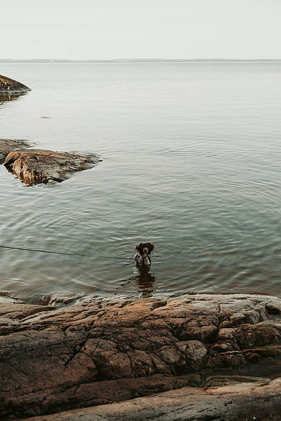 Cute springer spaniel mixed breed dog outdoors in the lake