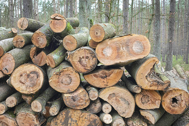 istock Pile of cut down trees, selective focus. 2211889997
