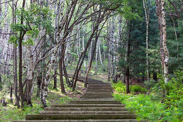 A stairway in a birch forest in summer