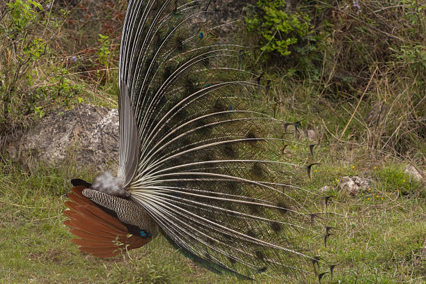 A Indian peacock (Pavo cristatus)n its natural habitat displays its magnificent plumage in lush green environment, highlighting stunning detail in nature s intricate designs.