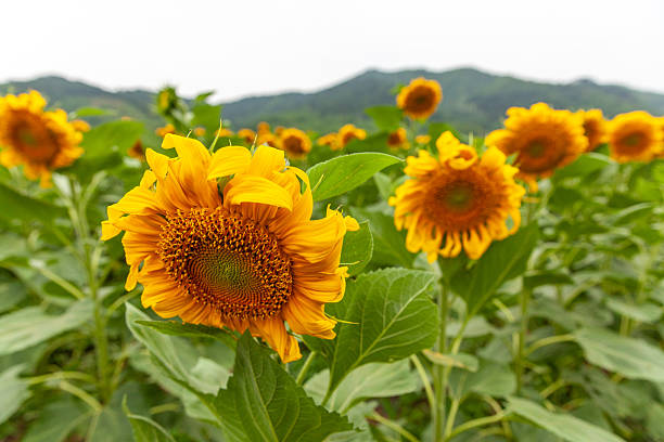 istock Sunflowers at sunset no longer face the sun 2211891752