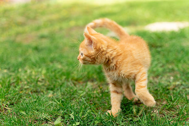 istock cute red kitten walking on the green grass 2211891859