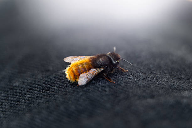 bee on a leaf doing its toilet