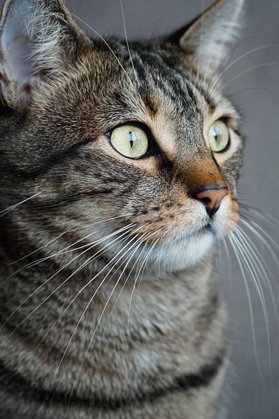 istock Close-up of a tabby cat with striking green eyes. 2211892318