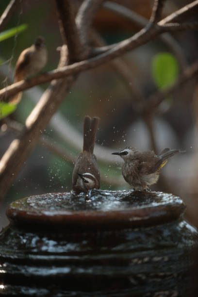 istock Birds are playing in the water. 2211892383