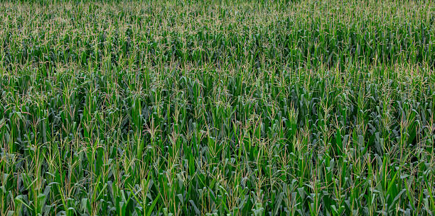 istock Green corn maize field in early stage. 2211892583