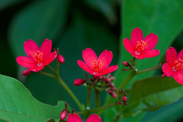 istock Vibrant red flowers in a lush garden setting. 2211892688