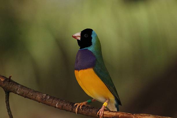 istock Gouldian Finch 2211894225