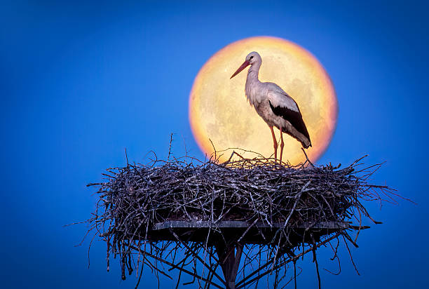 White stork ( Ciconia ciconia ) bird against full moon in background