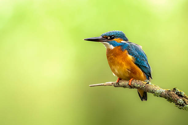 istock European Kingfisher ( Alcedo atthis ) close up 2211895954