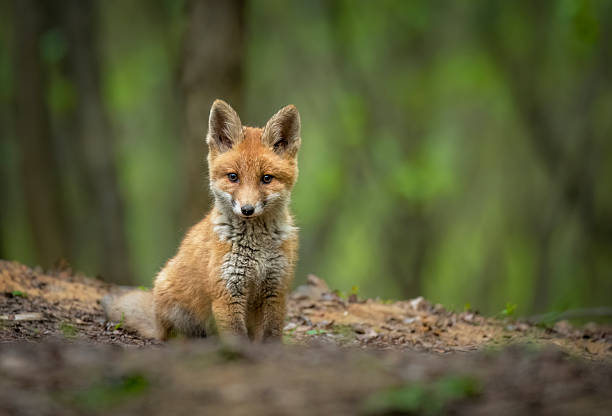 istock Cute young red fox in the forest ( Vulpes vulpes ) 2211895956