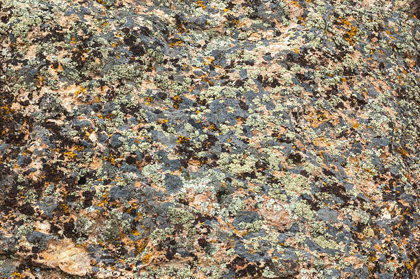 istock Lichen on a Rock at John Day Fossil Beds National Monument 2211896096