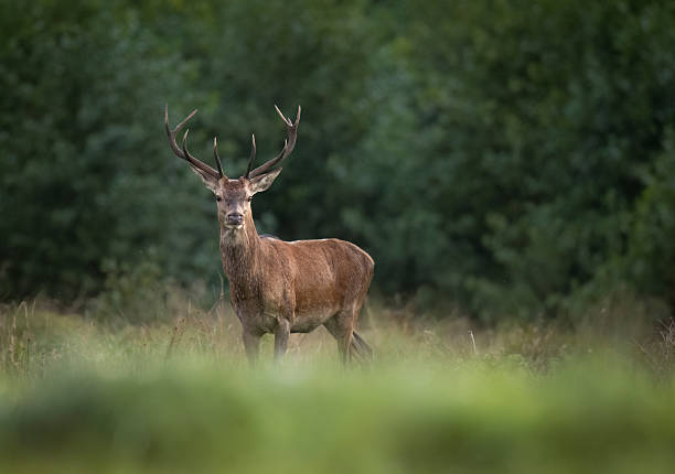 istock European deer male buck ( Cervus elaphus ) during rut 2211896235
