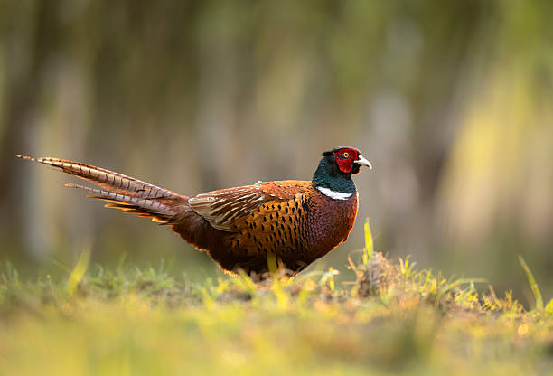istock Ringneck Pheasant (Phasianus colchicus) male close up 2211896872