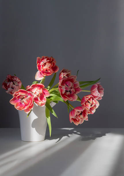 istock beautiful tulips in vase on gray background 2211897744