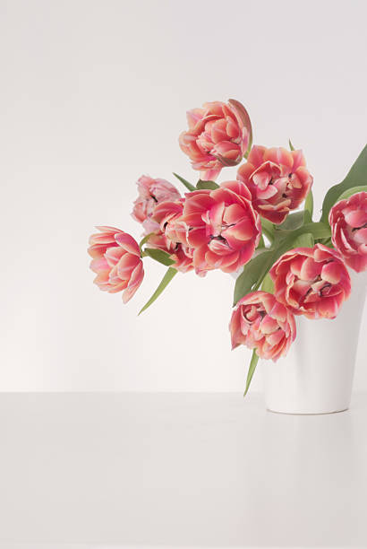 beautiful tulips in vase in white interior