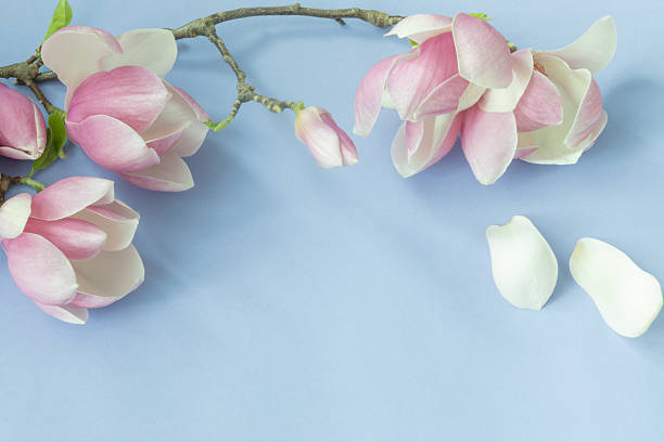 istock magnolia flowers on colorful paper background 2211897778