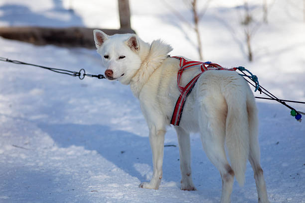 Holidays in Rovaniemi