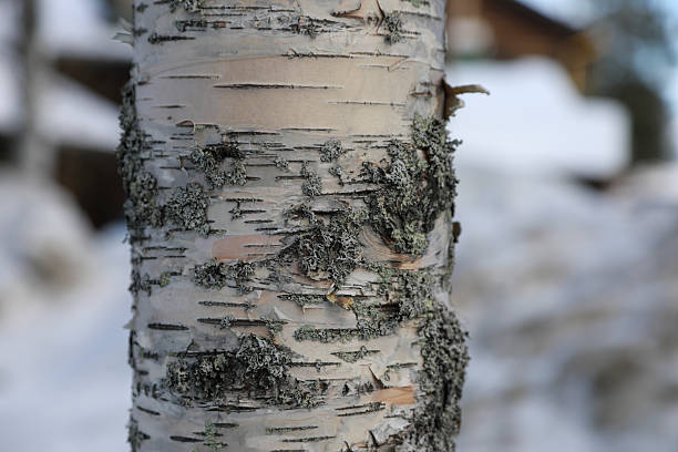 istock Trunk of a tree in winter 2211897896