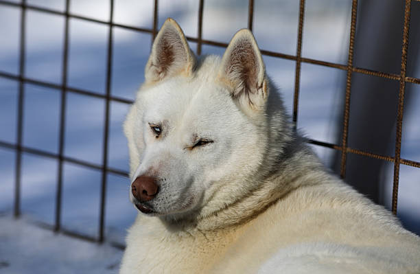 A serene white husky relaxes on fresh snow in a wooded area on a bright winter day