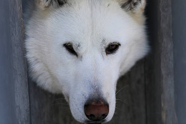 Close-Up Of Canadian Eskimo Dog Standing On Snowfield